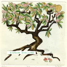 Carica l'immagine nel visualizzatore di Gallery, Incisione Acquarellata incorniciata di Vincenzo Volpi "Quattro Stagioni: Primavera"