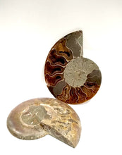 Carica l'immagine nel visualizzatore di Gallery, Fossile di Ammonite in sezione
