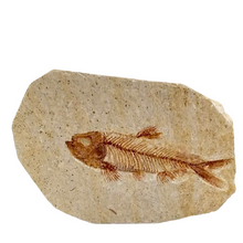 Carica l'immagine nel visualizzatore di Gallery, Fossile di Knightia
