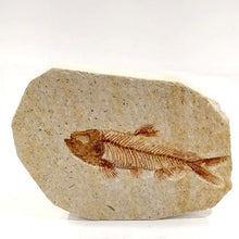 Carica l'immagine nel visualizzatore di Gallery, Fossile di Knightia