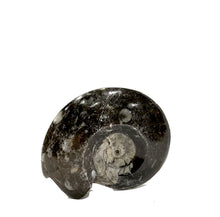 Carica l'immagine nel visualizzatore di Gallery, Fossile di Manticoceras