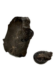 Carica l'immagine nel visualizzatore di Gallery, Fossile di Ammonite Dufrenoya Furcata