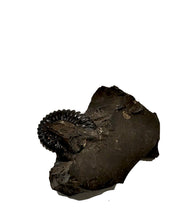 Carica l'immagine nel visualizzatore di Gallery, Fossile di Ammonite Dufrenoya Furcata