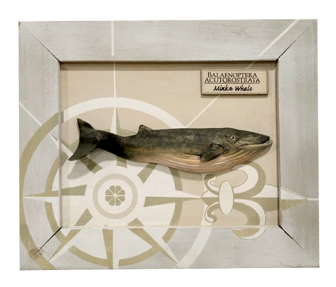 Decorazione da parete "Balenoptera Acutorostrata"Authentic Models