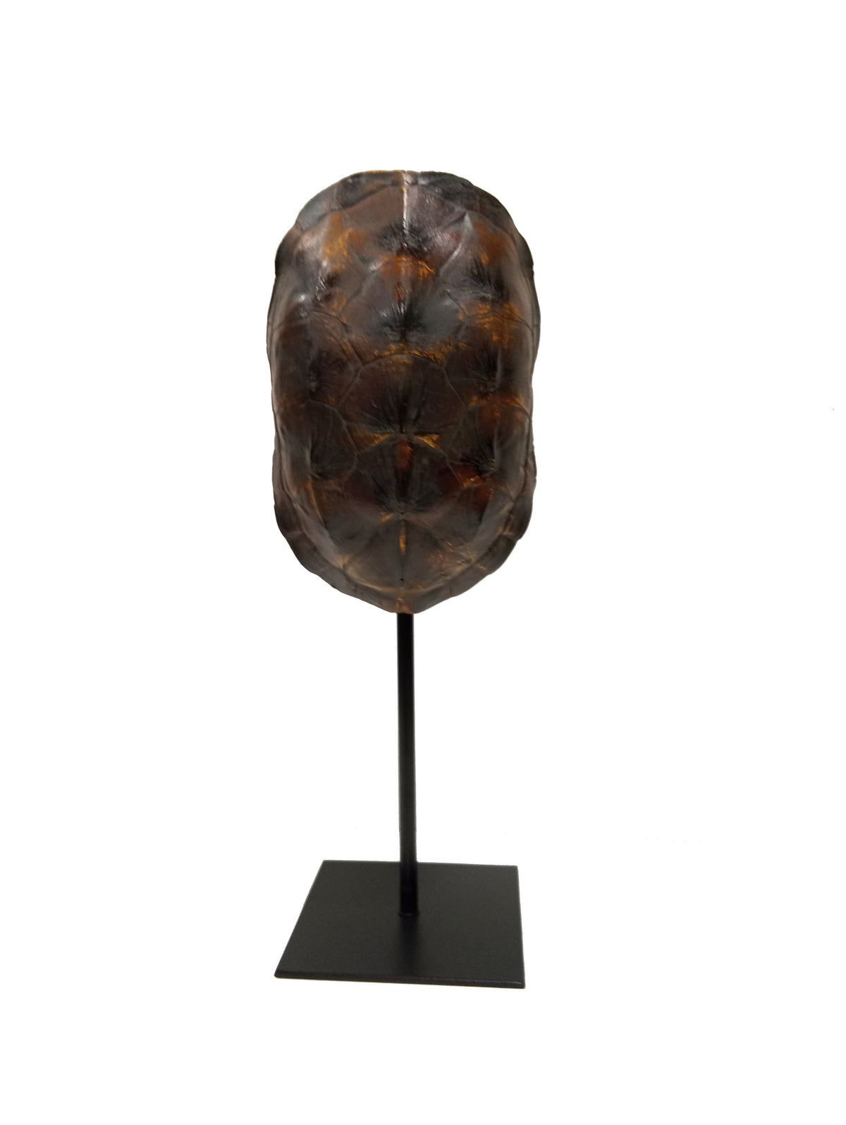 Scultura "Carapace scuro di Tartaruga" - SIGNUM Avellino