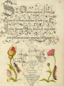 pagina originale del manoscritto