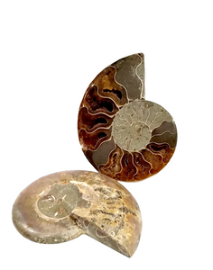 Fossile di Ammonite in sezione (coppia)