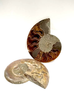 Fossile di Ammonite in sezione