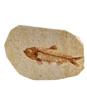 Fossile di Knightia