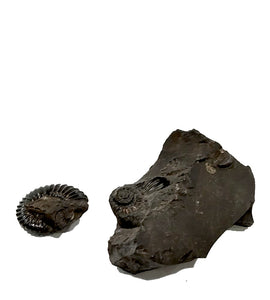 Fossile di Ammonite Dufrenoya Furcata