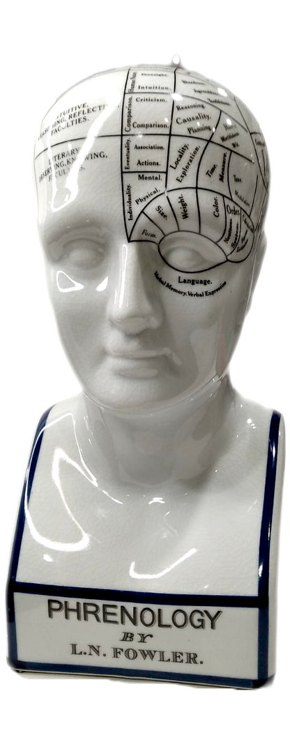 Scultura Modello testa "Frenologia di N. Fowler" Authentic Models