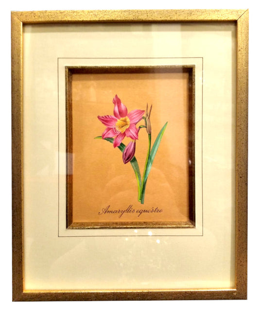 Acquerello incorniciato "Amaryllis Equestre" Authentic Models