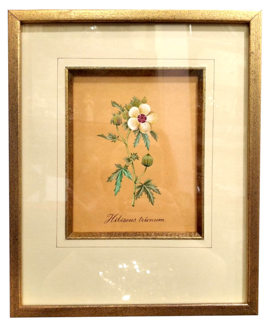 Acquerello incorniciato "Hibiscus Trionum" Authentic Models
